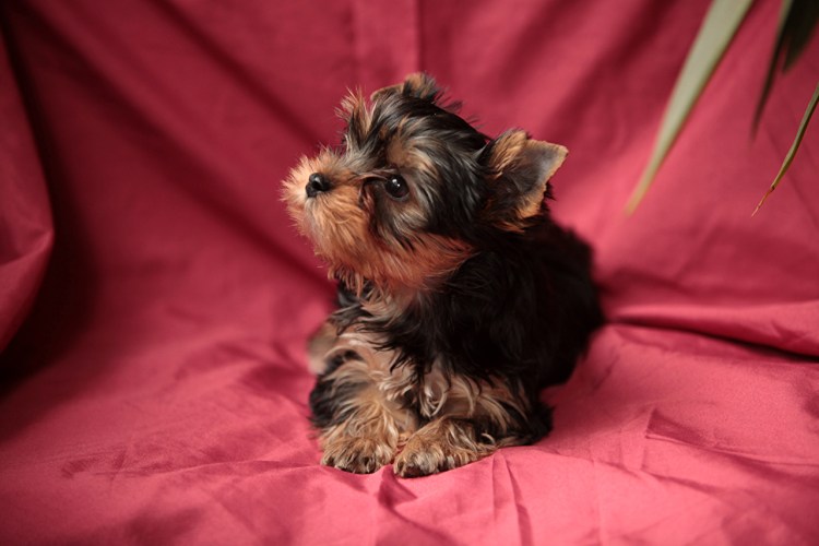 Карликовый Йоркширский терьер