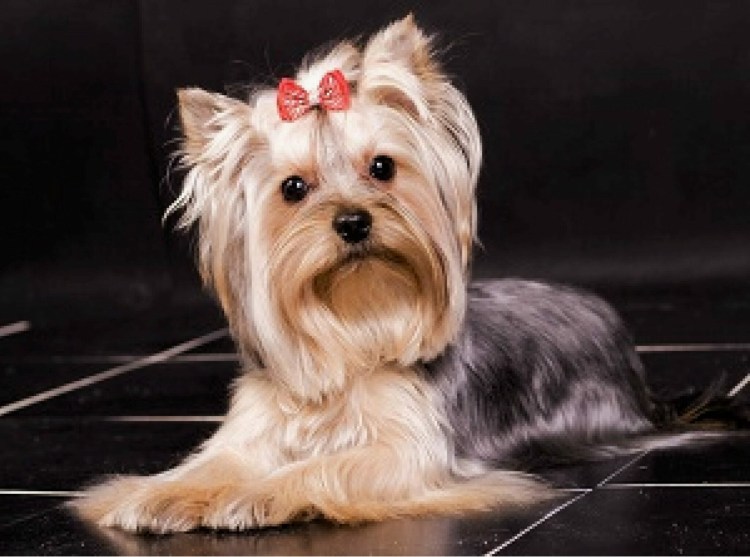 Порода собак Йоркширский терьер