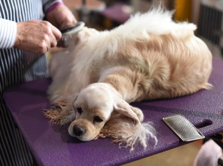 Лысый английский кокер спаниель