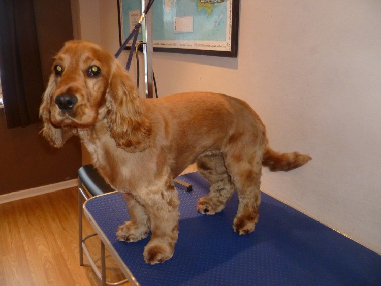 Грумминг английского кокер спаниеля