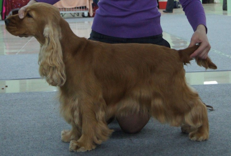 Американский кокер спаниель подстриженный