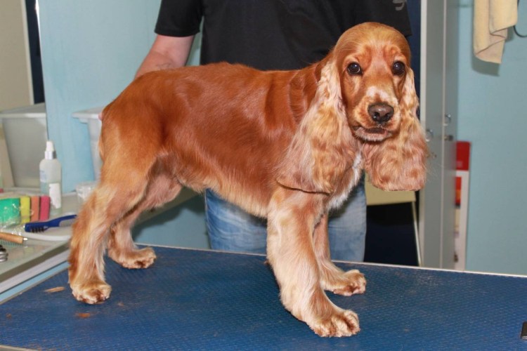 Американский кокер спаниель груминг