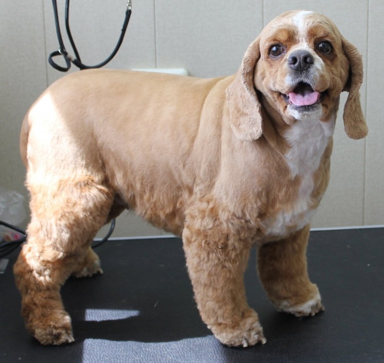 Американский кокер спаниель подстриженный