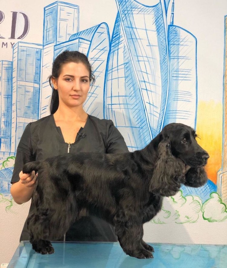 Тримминг спаниеля