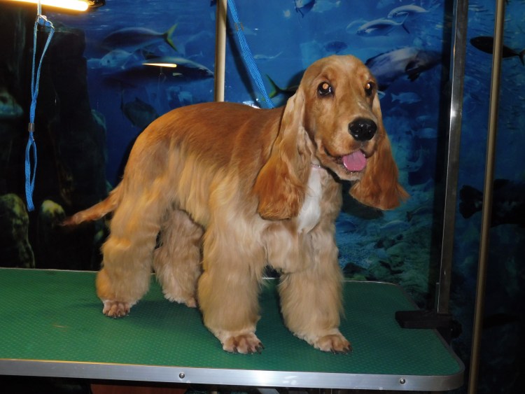 Груминг спаниеля английского