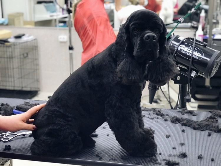 Американский кокер спаниель груминг