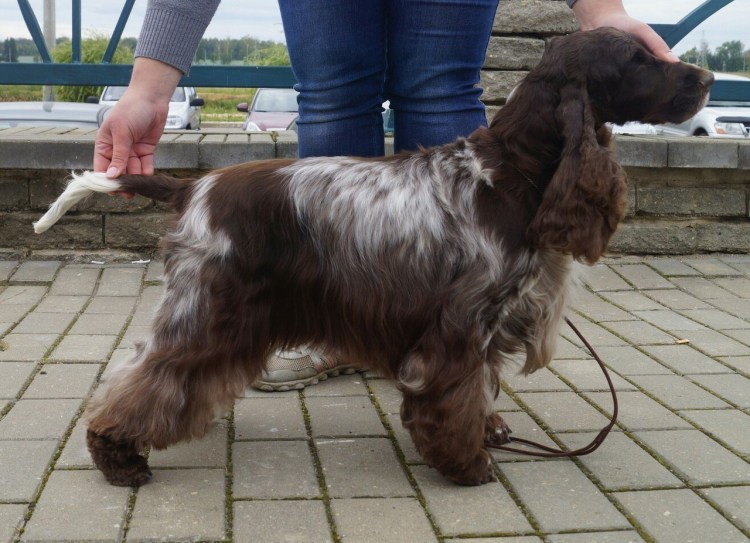 Английский кокер спаниель груминг