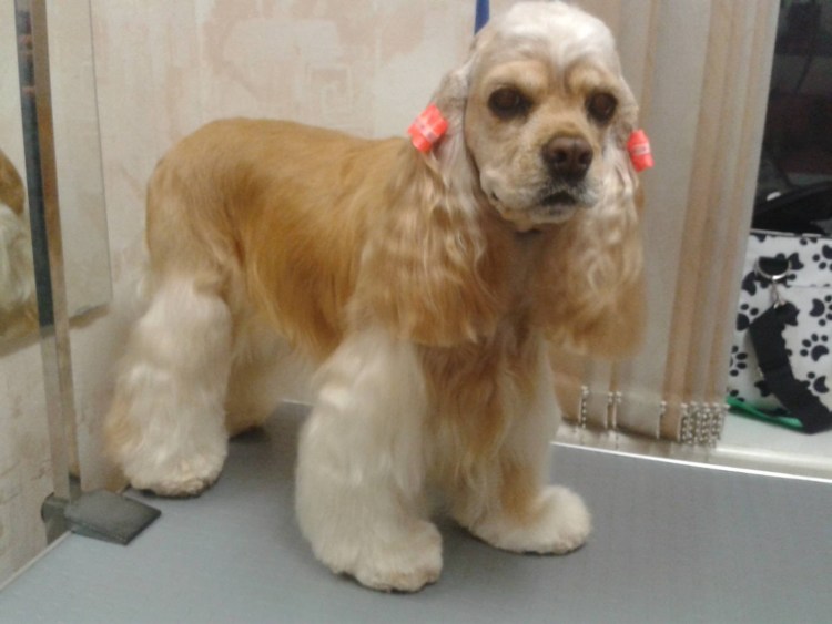 Американский кокер спаниель подстриженный