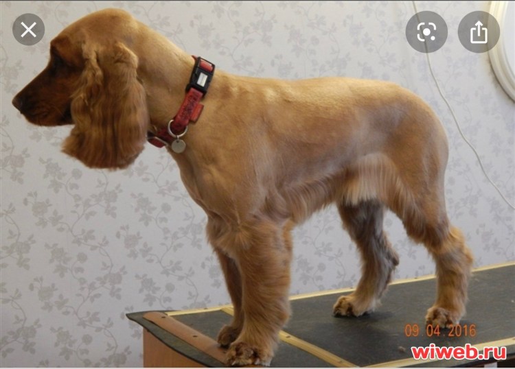 Стрижка топ дог