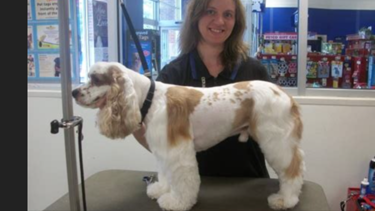 Кавалер Кинг Чарльз спаниель и не кавалер