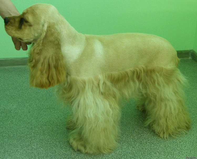 Кокер спаниель подстриженный