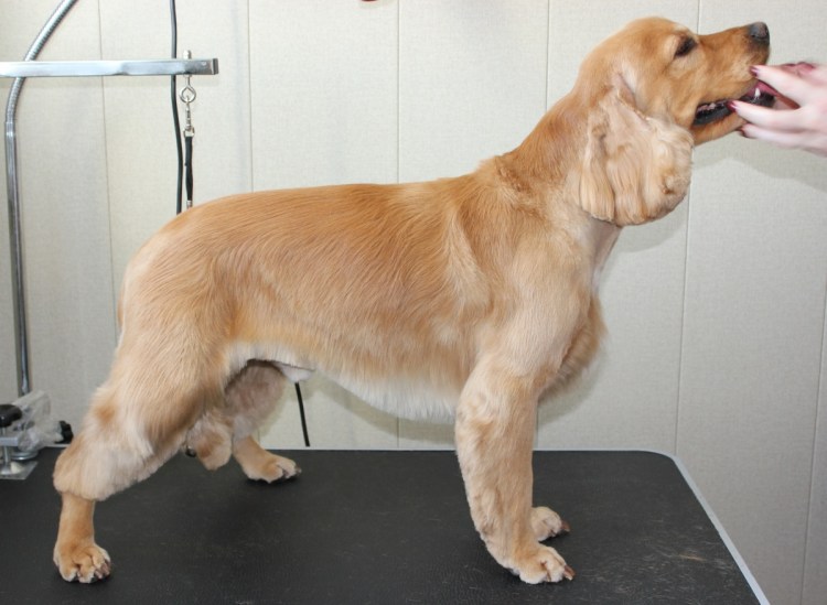 Подстриженный кокер спаниель английский