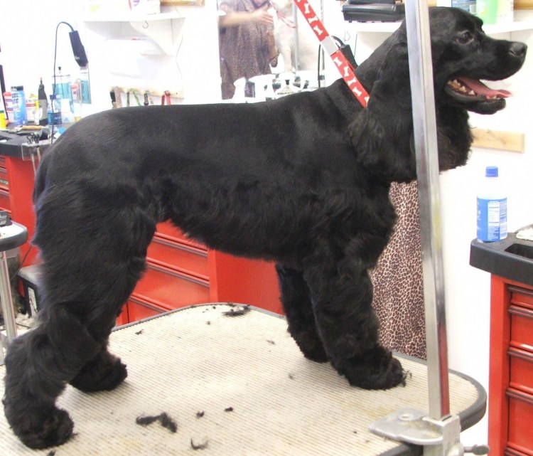 Кокер спаниель стриженный