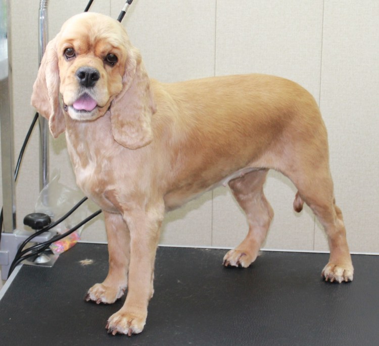 Груминг кокер спаниеля