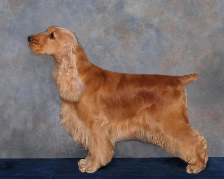 Тримминг кокер спаниеля