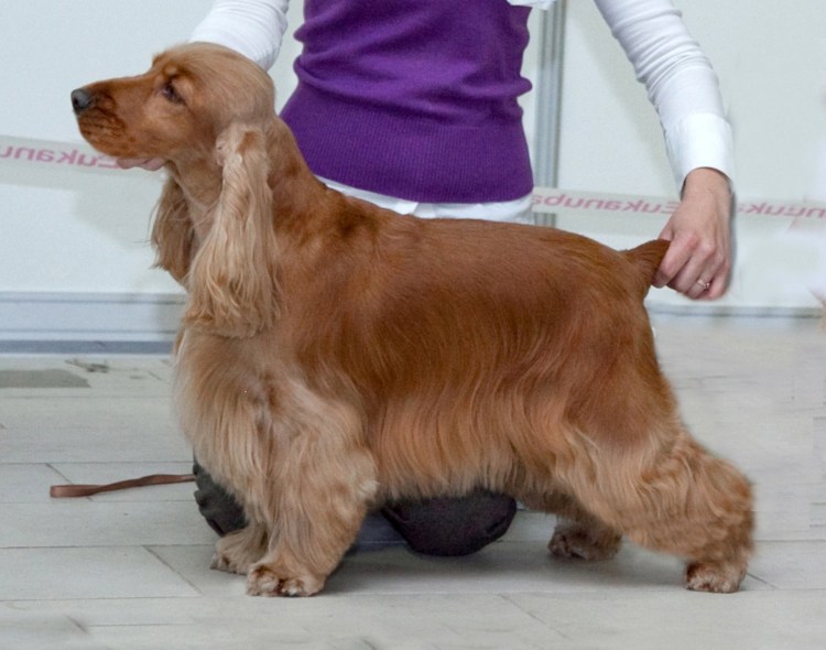 Американский кокер спаниель груминг