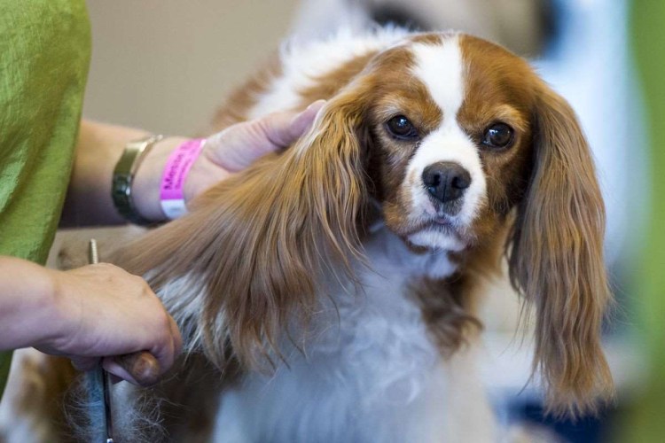 Груминг машинкой кокер спаниеля