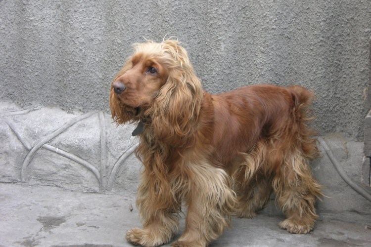 Стандарт английского кокер спаниеля