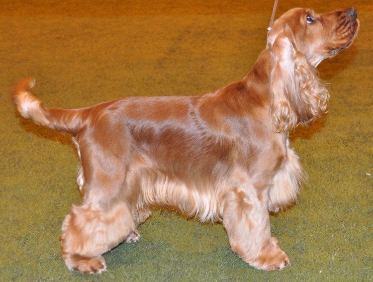 Английский кокер спаниель груминг