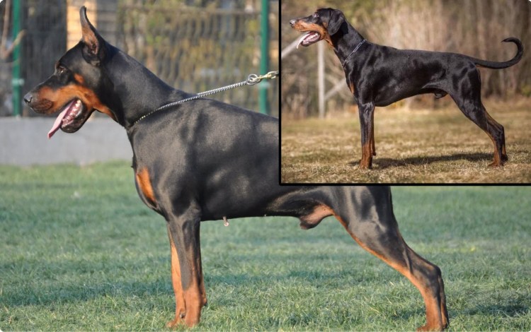 Доберман с человеком