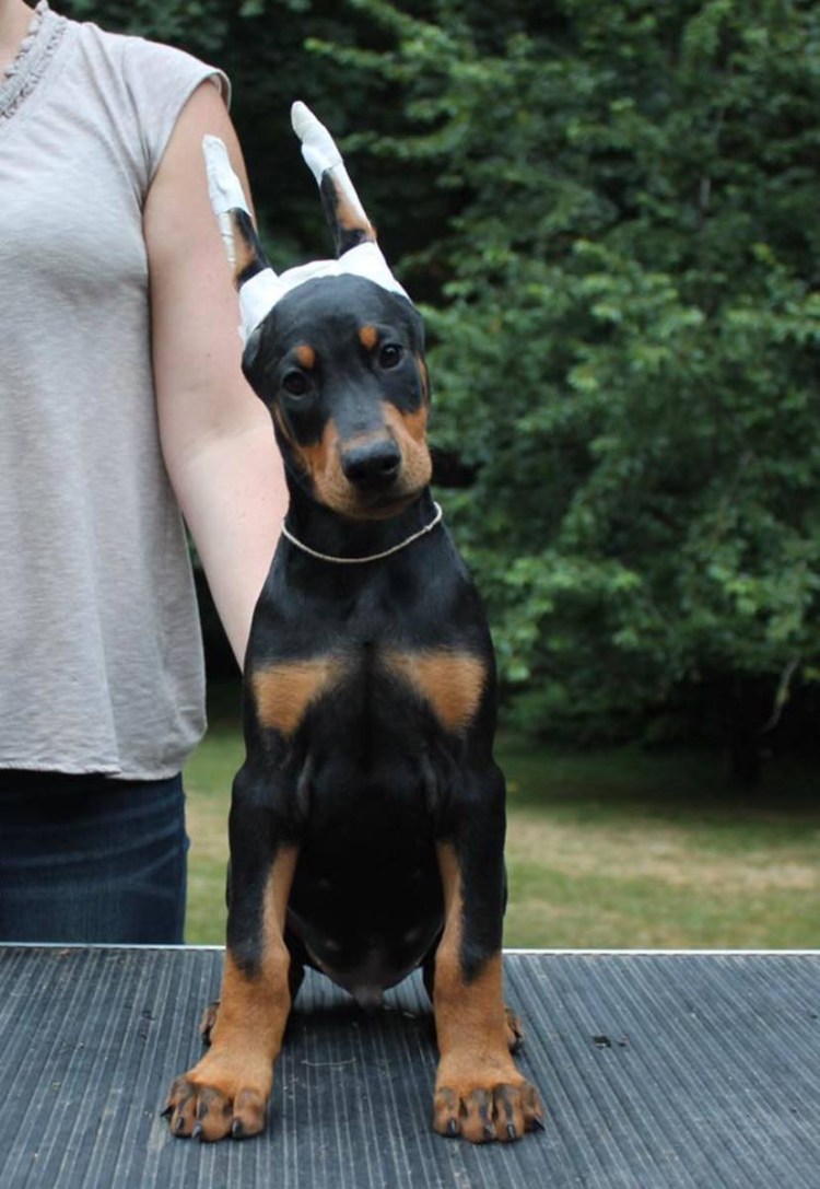 Парные обои с доберманами