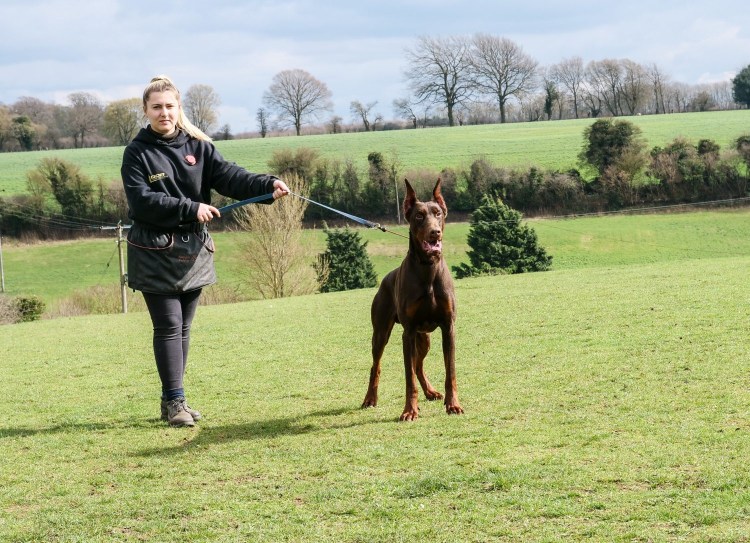 Королевский дог и Доберман