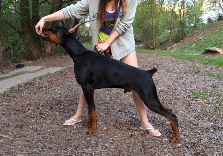 Доберман щенок