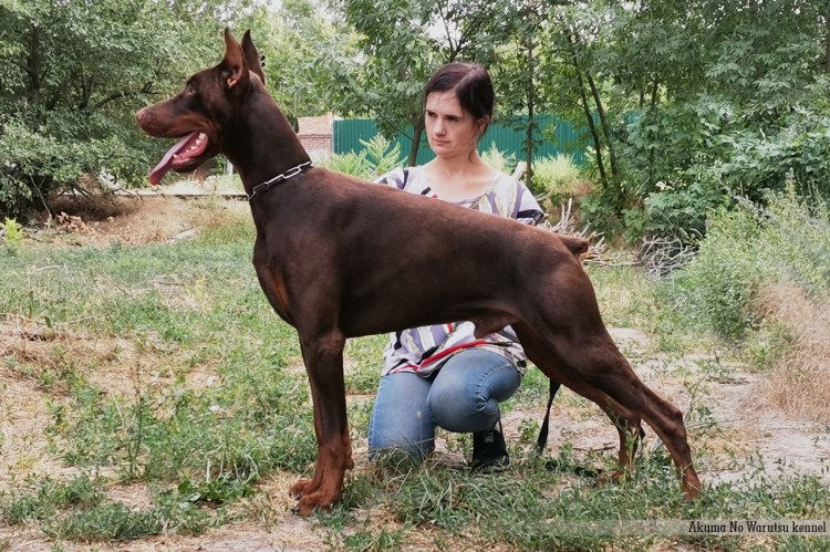 Алабай против добермана