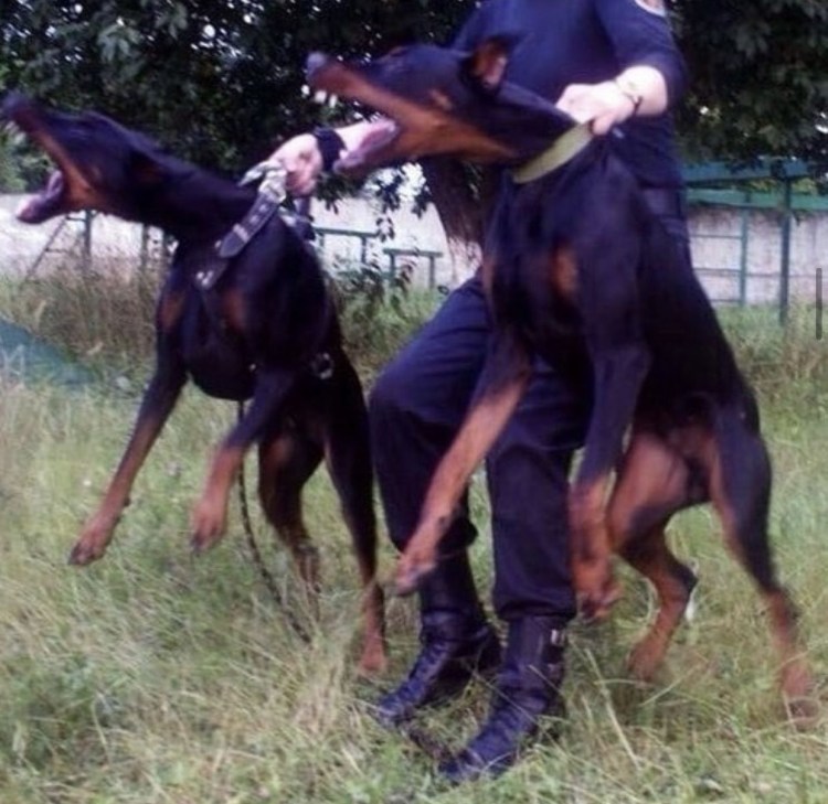 Colt di Perlanera Доберман