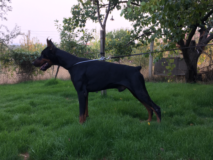 Карл Доберман