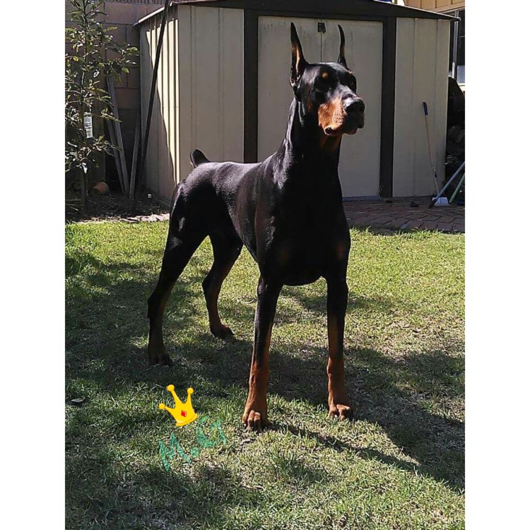 Balenciaga Доберман