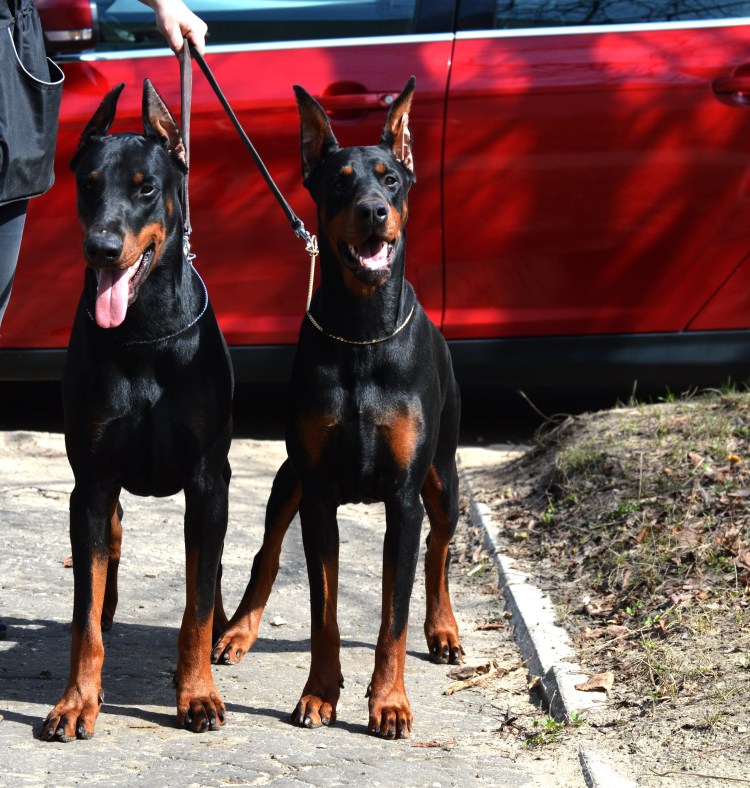 Стоит ли заводить добермана в квартире