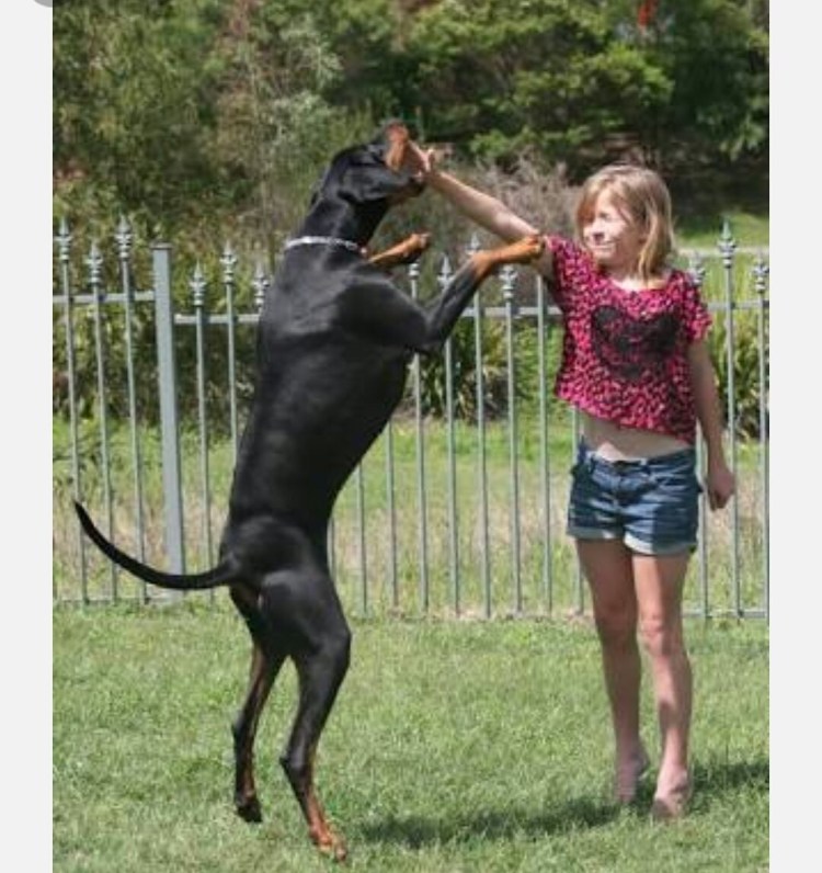 Самый большой Доберман в мире