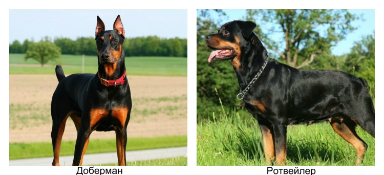 Стопа добермана