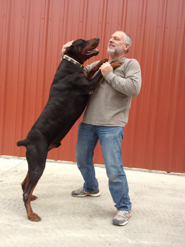 Доберман с человеком