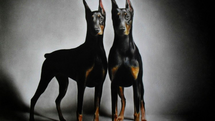 Доберман вс ротвейлер