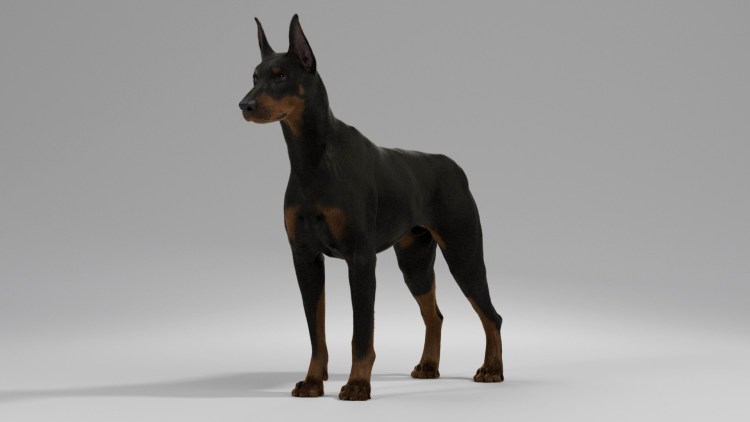 Немецкий дог и Доберман сравнение