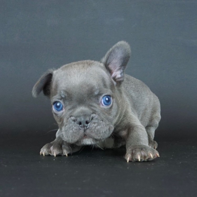 Голубой Солид французский бульдог
