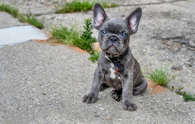 Голубой Солид французский бульдог