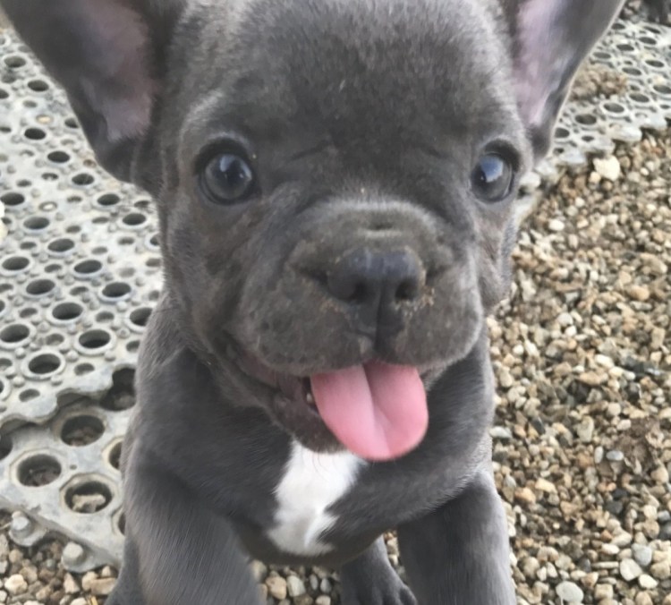 Французские бульдоги мини лиловый Тан