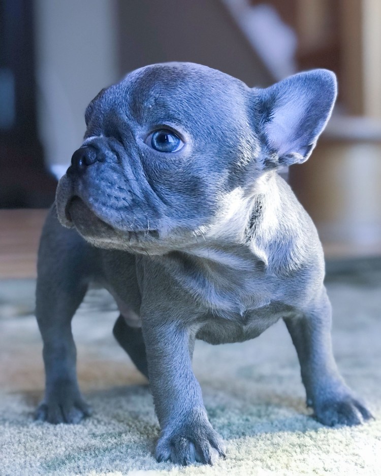 Бургосский бульдог