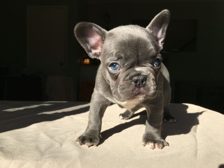 Голубо подпалый французский бульдог