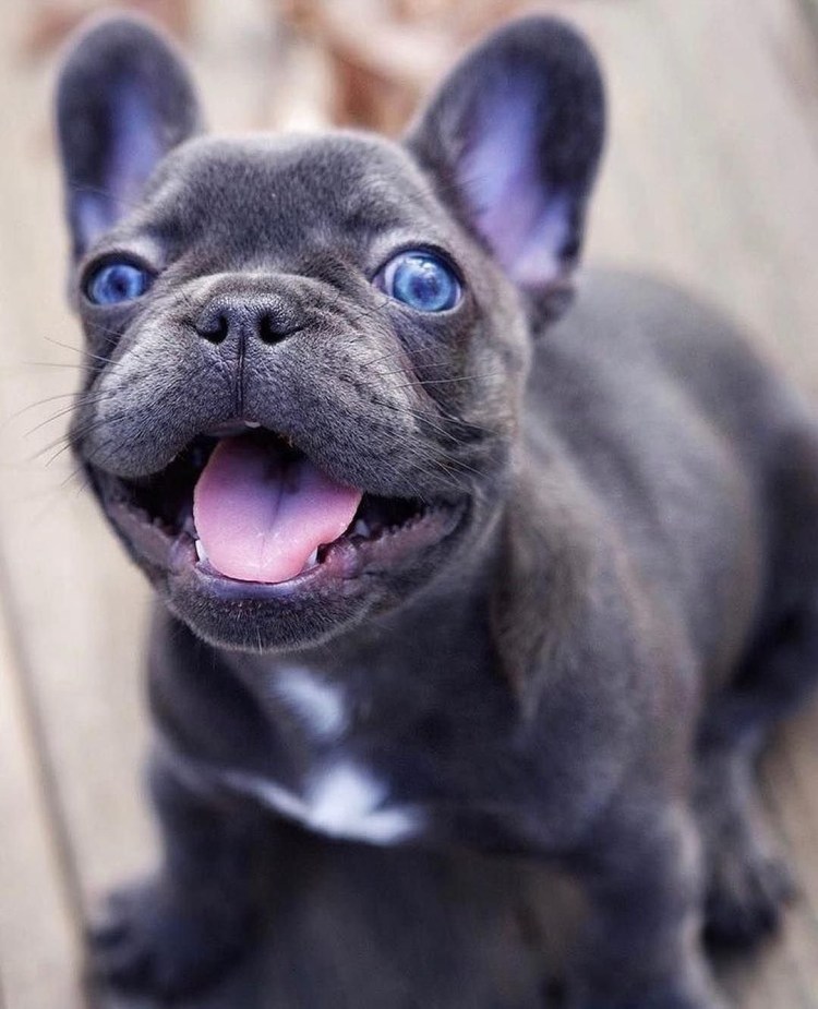 Мопс с голубыми глазами