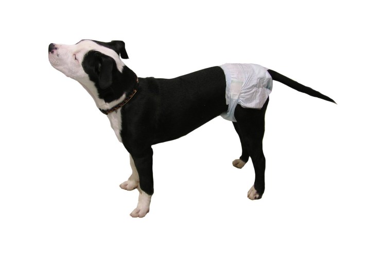 Трусы для собак при течке 4 лапы