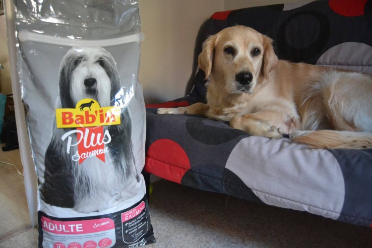 Роял Канин лабрадор Паппи