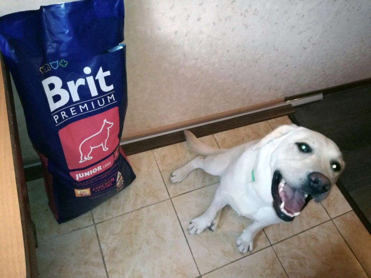 Корм для щенков Eukanuba 12 кг