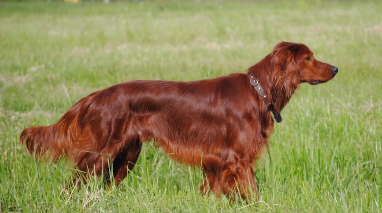 Ирландский красный сеттер стойка