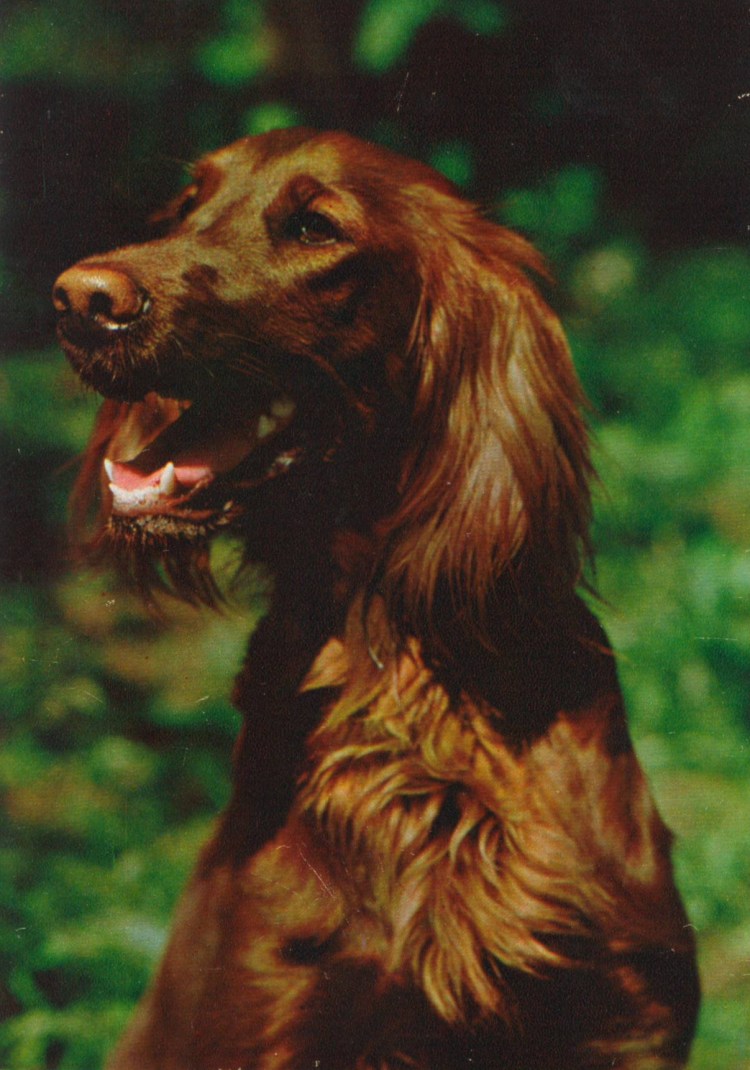 Вест Вайт хайленд реклама корма Цезарь