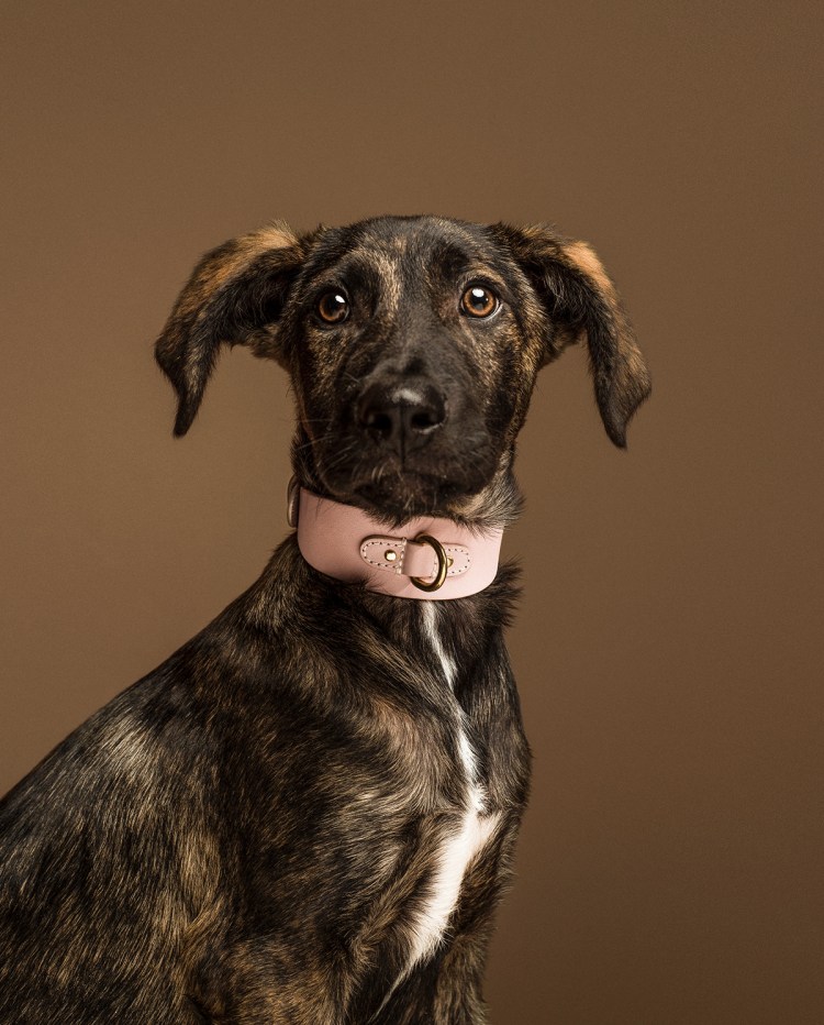 Тайлер порода собак