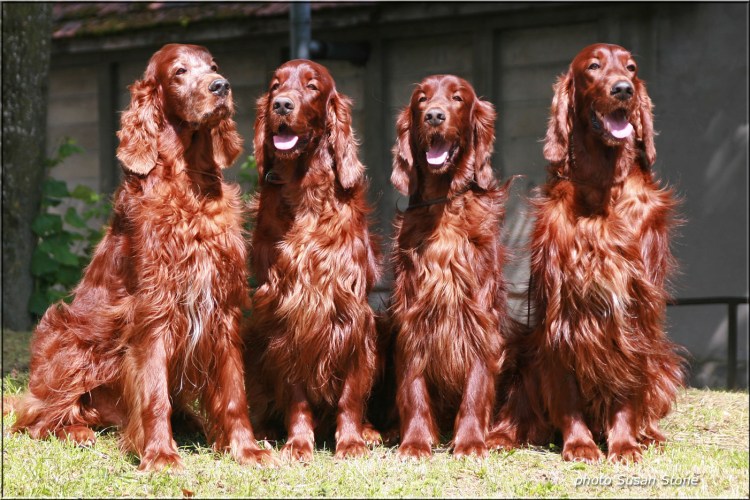 Сеттер Чаппи